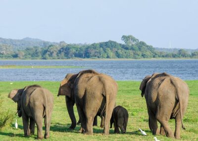 Four Elephants walking on the lawns at the Minneriya National Park