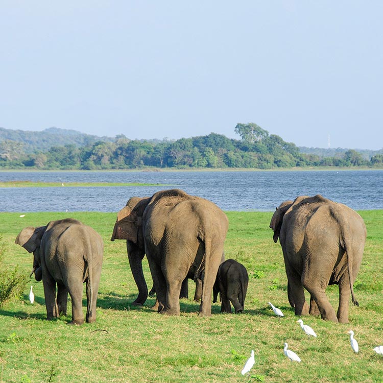 Four Elephants walking on the lawns at the Minneriya National Park
