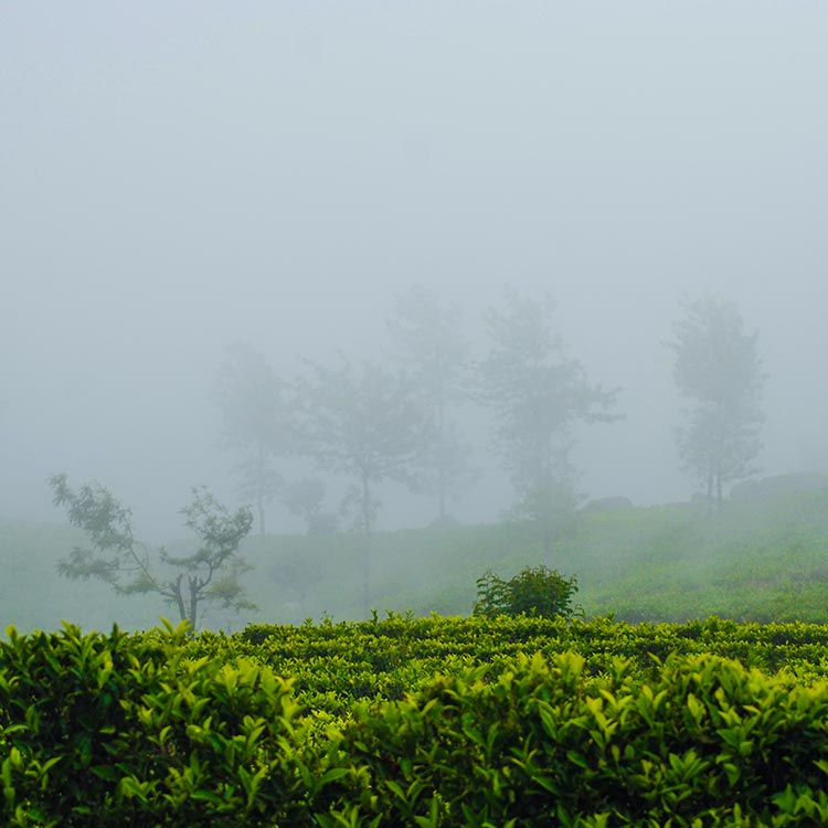 The Lush Greenery of a Tea Estate in a Misty Morning