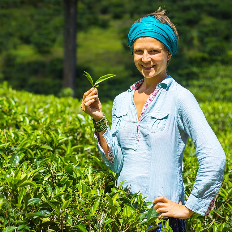 A Foreign Lady Standing Amidst a Verdant Tea Plantation