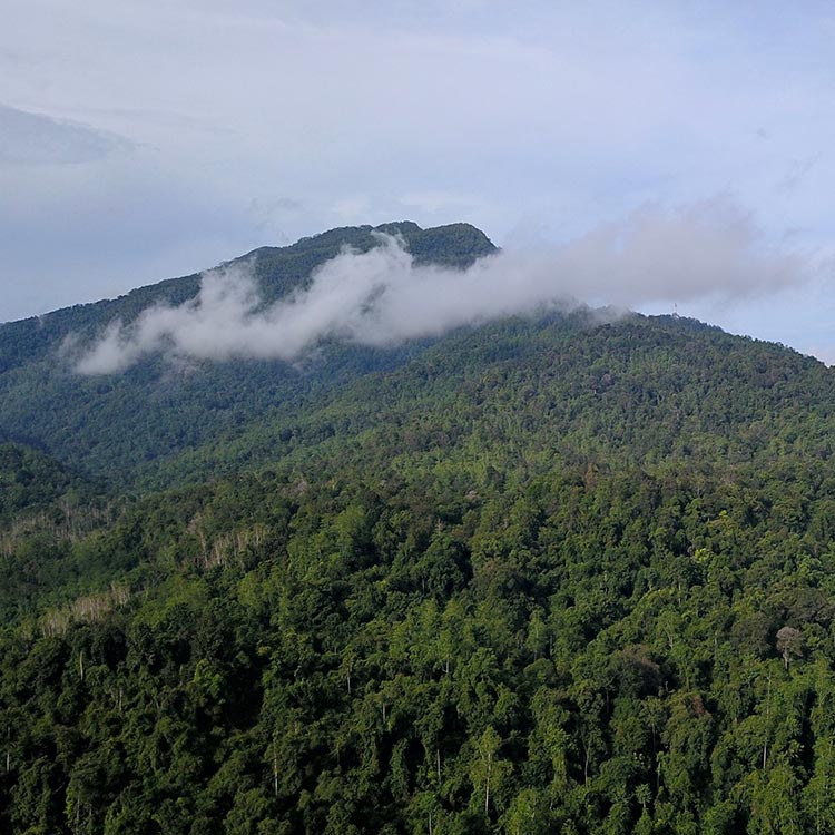 The Misty View of the Verdant Kitulgala Forest Reserve, the Wonderful Adventurous Nature Escape!