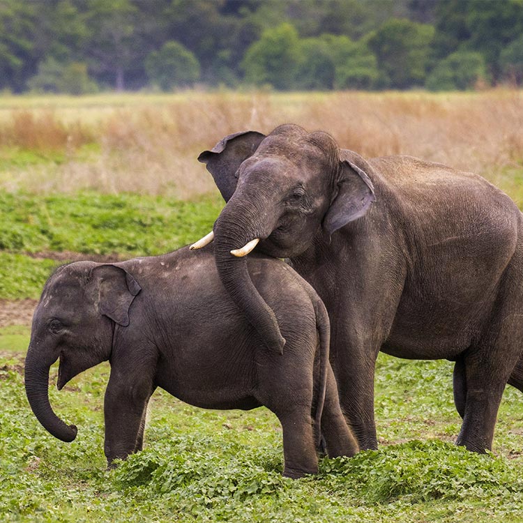 The Playful Elephants Playing at Minneriya National Park