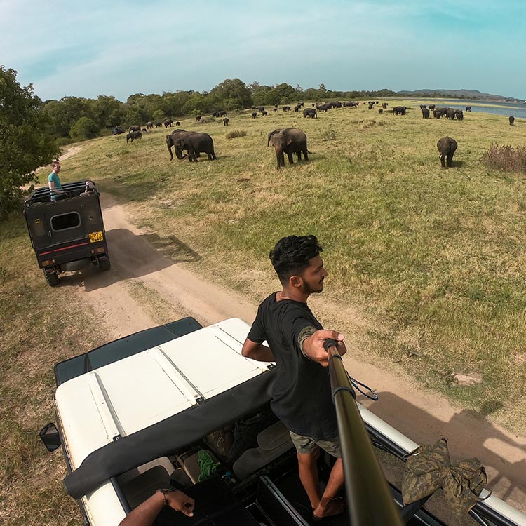 A young boy on a jeep, two safari jeeps, and a few elephants at the MinnerIya National Park
