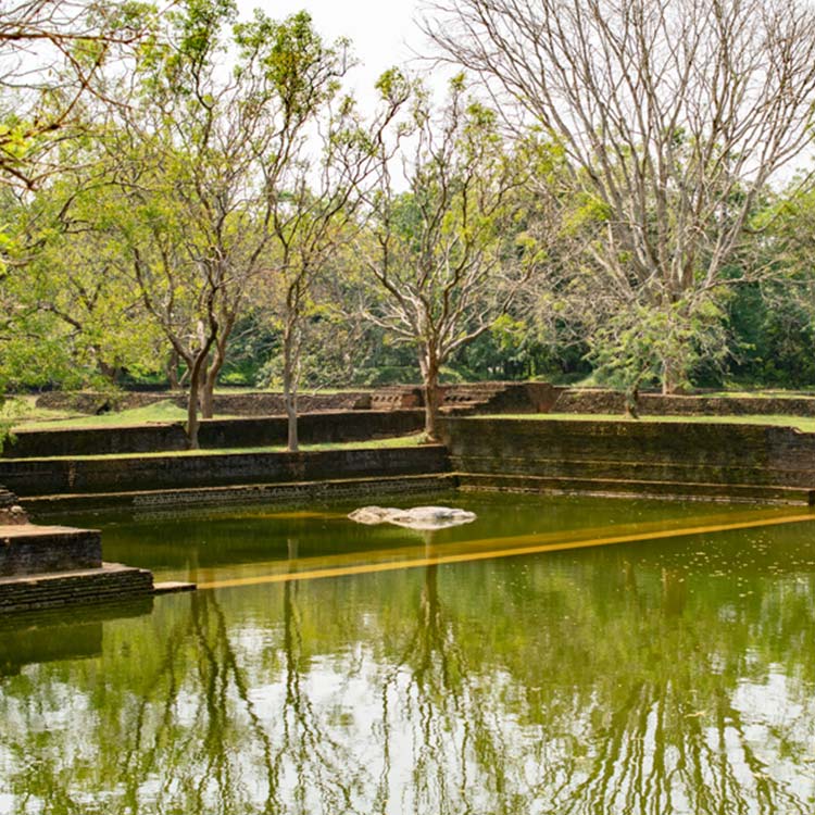A pond and a few trees at the Sigiriya Water Garden, located at the Sigiriya World Heritage Site.