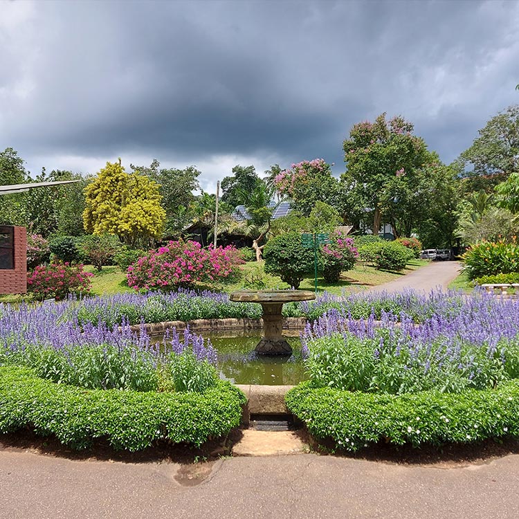 The Charm of the Beautifully Landscaped Verdant Shrubs at the Botanical Garden