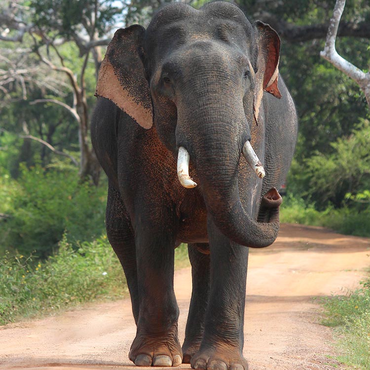 A Tusker walking on a dusty road, by the greenery at Yala National Park