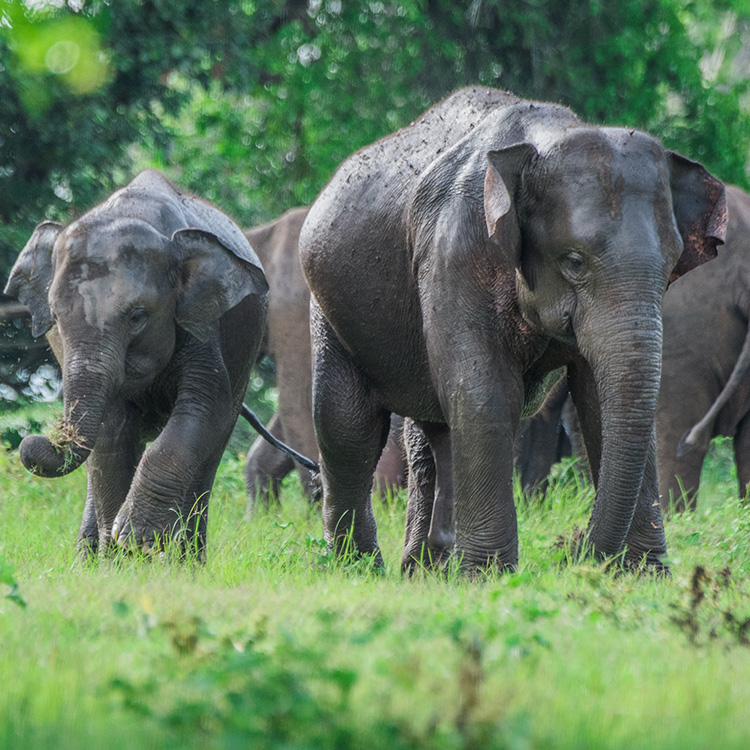 Elephants walking on the lawns at the Minneriya National Park