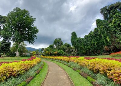 Astonishing Landscapes at Peradeniya Botanical Garden