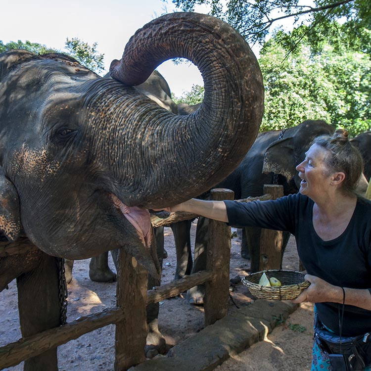 A Foreign Lady Hand Feeding to an Elephant at Pinnawala Elephant Orphanage