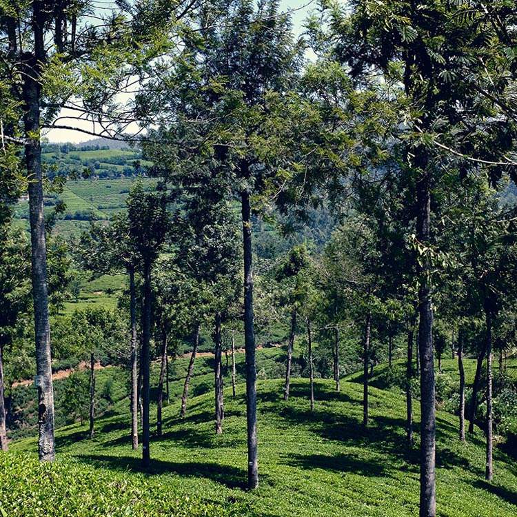 A Scenic View of a Sri Lankan Tea Plantation with a few tall trees in between