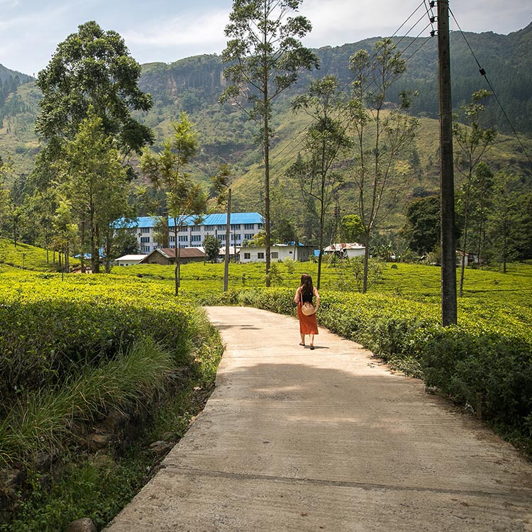 A foreign girl walking down the path of a tea factory that is located by a tea estates