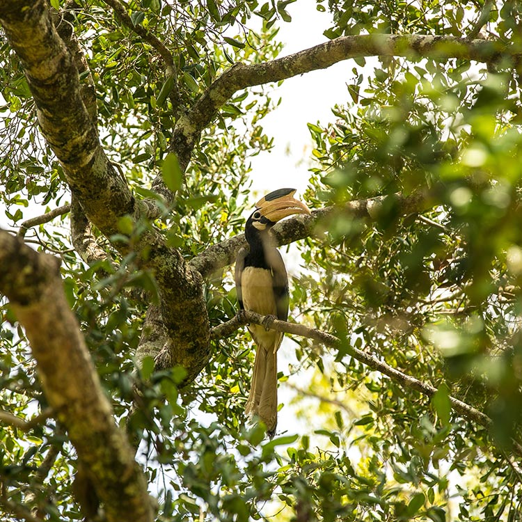 A Beautiful Yellowish Bird perched on a tree top at the Udawalawe National Park
