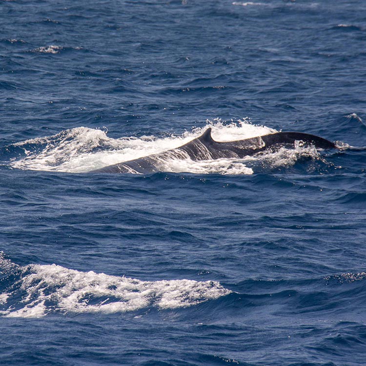Whales Amidst the Blue Waves of the Indian Ocean