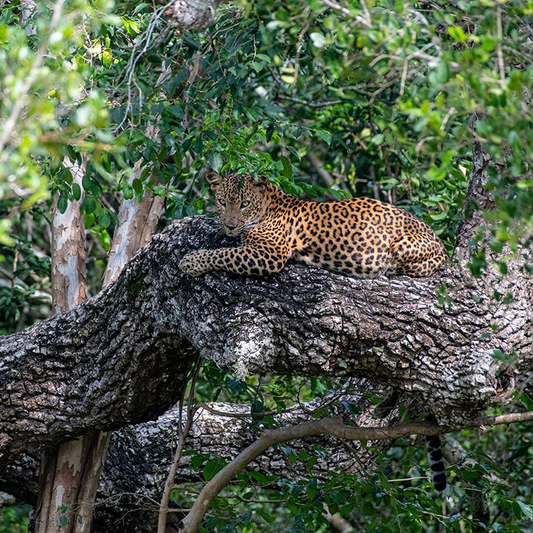 A Leopard resting on a tree at Yala National Park