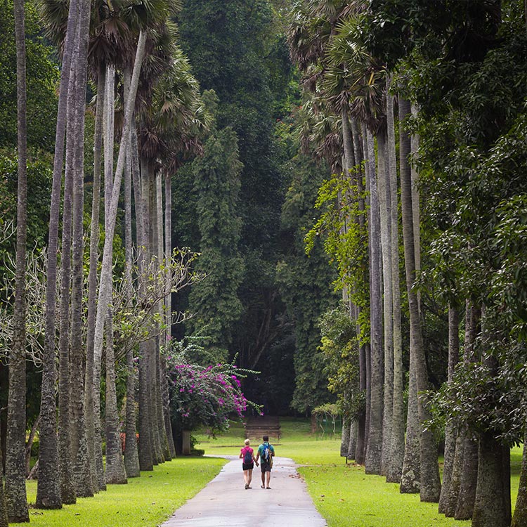 A couple walking on a path, through the tall palm trees at the Botanical Garden in Peradeniya.