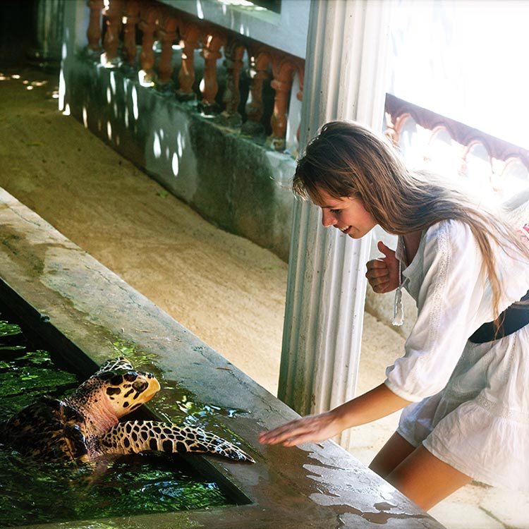 A Foreign lady in white, observing a turtle at a turtle farm at Bentota, Sri Lanka