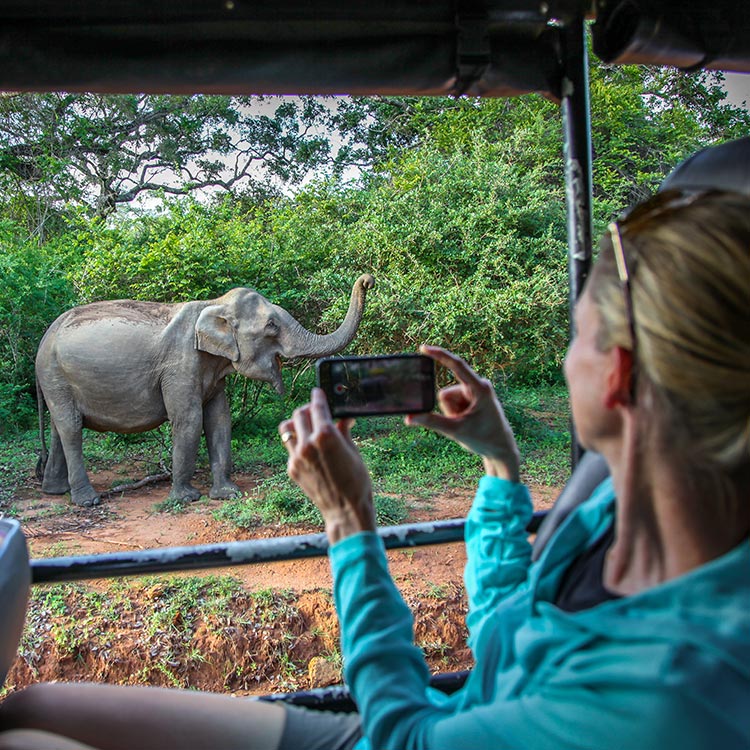A Foreigner Capturing an Elephant while on a Jeep Safari