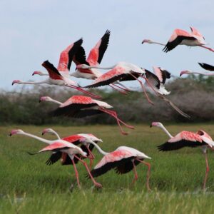 Fascinating Bird Watching Tour in Sri Lanka (17 Days)