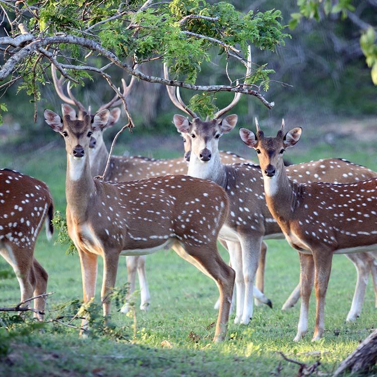 Few Spotted Deers at a lawn in Yala National Park