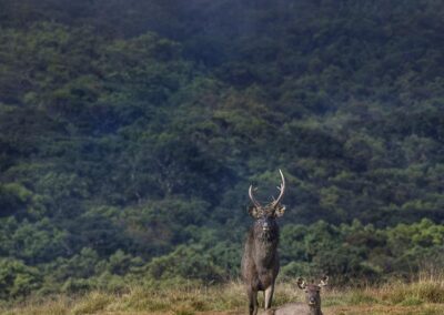 Two sambar deer, one seated and one standing in a wild