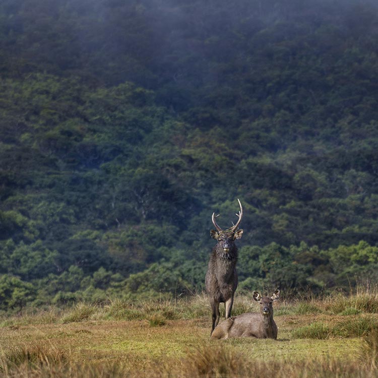 Two sambar deer, one seated and one standing in a wild