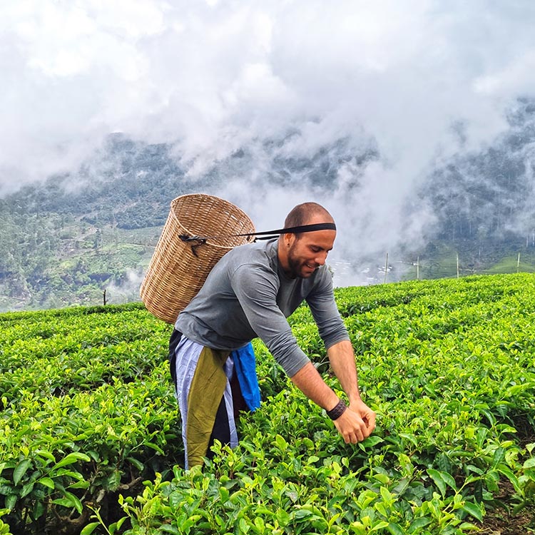 A Foreigner Experiencing Plucking Tea at a Tea Plantation in Sri Lanka