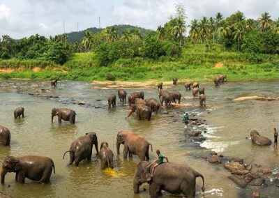 Elephants Bathing at the nearby river at Pinnawala Elephant Orphanage