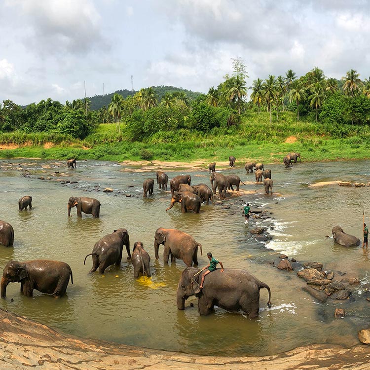 Elephants Bathing at the nearby river at Pinnawala Elephant Orphanage