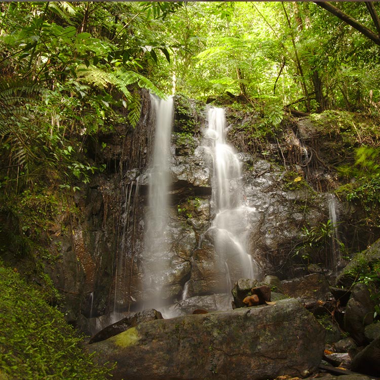 A Waterfall that cascades amidst the greenery at Sinharaja Rainforest