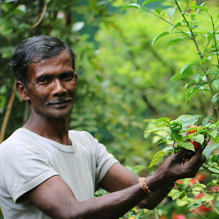 A farmer plucking pepper from a spice garden in Sri Lanka