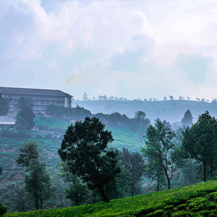 Tea Factory and a Tea Plantation in Misty Nuwara Eliya