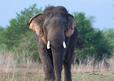 A Tusker walking on a lawn at the Wild in Udawalawe