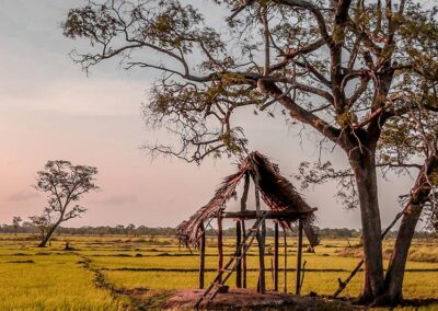 A hut under a tree in a Paddy Field at a Rural Village in Sri Lanka