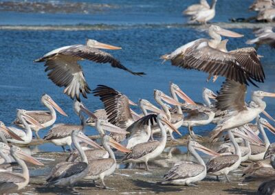Spot-billed Pelicans flying away from a lake at Bundala National Park
