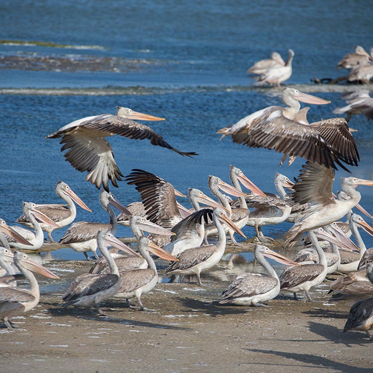 Spot-billed Pelicans flying away from a lake at Bundala National Park