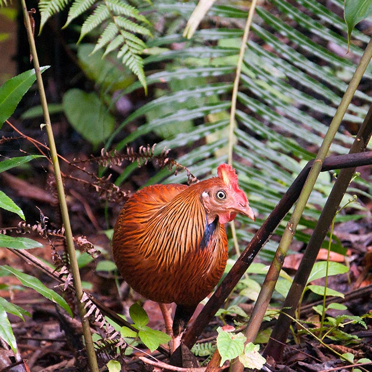 Sri Lankan Jungle Fowl at Sinharaja Rainforest