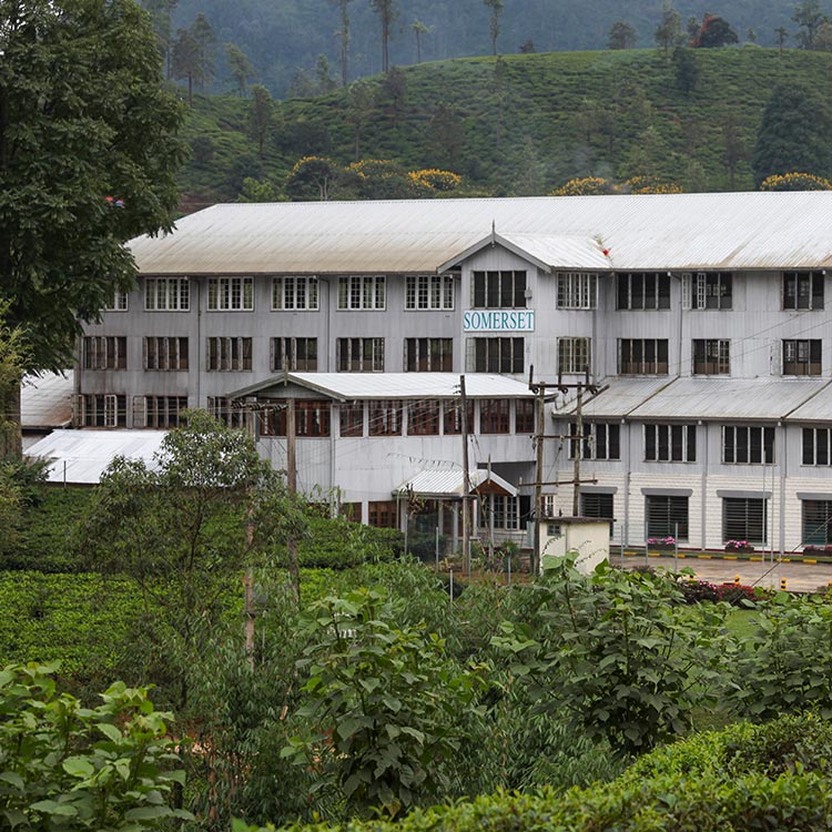 White Colour Tea Factory Buildings and a Tea Plantation in Nuwara Eliya