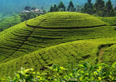 The Attractive Greenery of the Tea Plantations at Nuwara Eliya