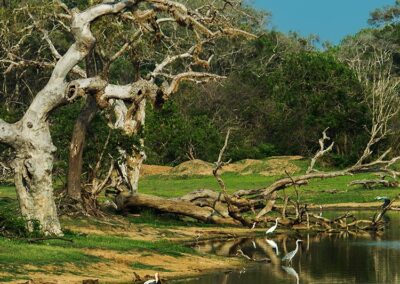 The Lake and the Surrounding Greenery at Yala National Park