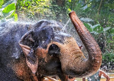 An Elephant Watering with its Trunk while Bathing