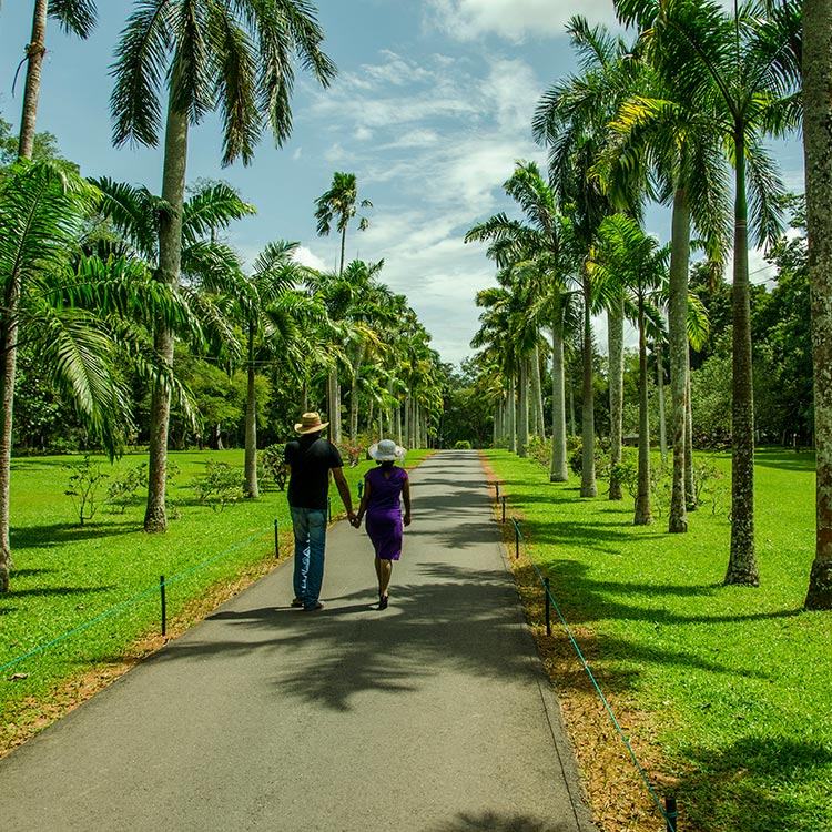 A couple walking on a path, exploring the Beauty of Henarathgoda Botanical Garden