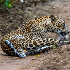 A Leopard licking its paws while sitting on a dusty road