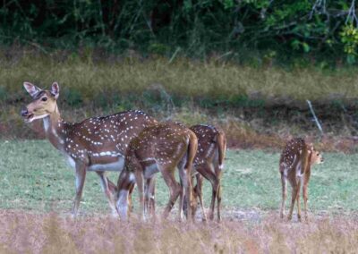 Few Spotted Deers at a lawn in a National Park