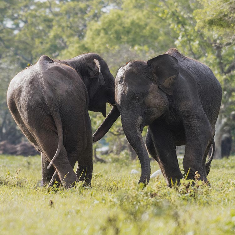 Playful Elephants in the wild at Kaudulla National Park