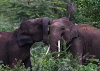 A mother elephant and a baby elephant in the wild of the Udawalawe National Park