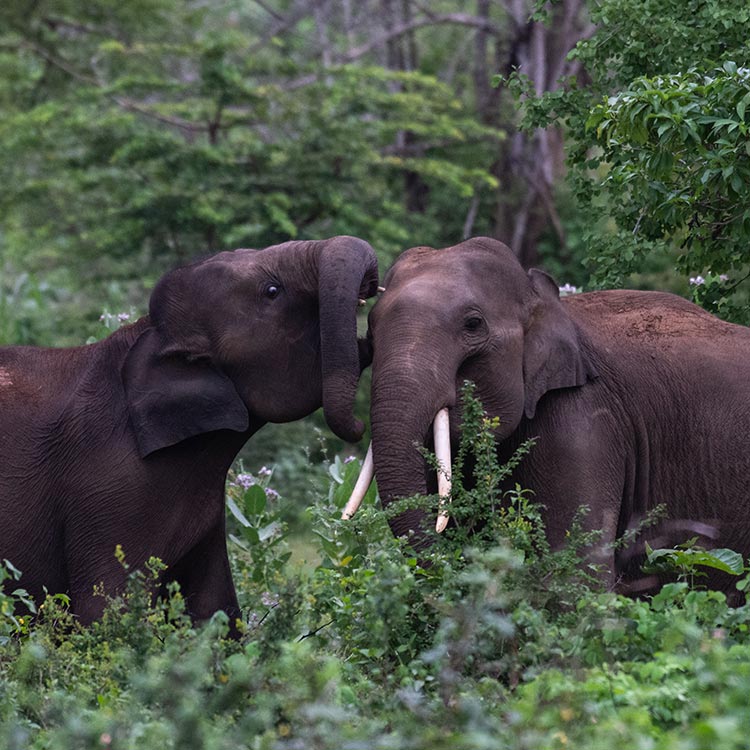 A mother elephant and a baby elephant in the wild of the Udawalawe National Park