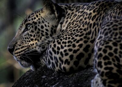A Leopard at a Wilpattu National Park
