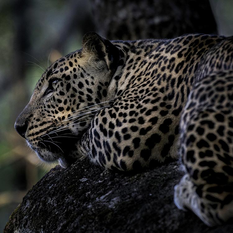 A Leopard at a Wilpattu National Park
