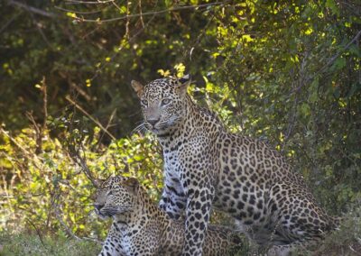 Two Leopards, one standing and one sitting next to each other at Yala National Park