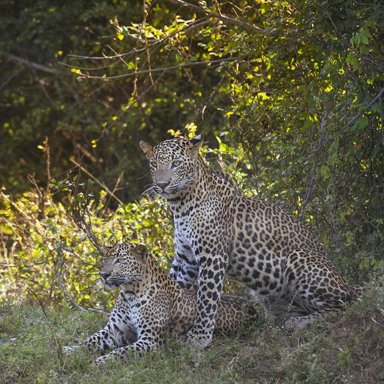 Two Leopards, one standing and one sitting next to each other at Yala National Park
